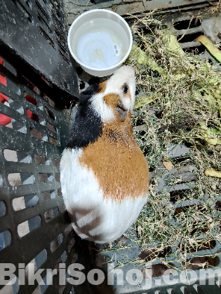 Guinea Pig